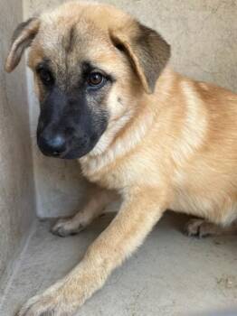 CHLOE -  Chow Chow and Mixed Breed Dog for Adoption in Oklahoma City, Oklahoma - CHLOE | PetCurious