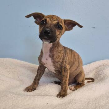 Xander -  Whippet Dog for Adoption in Wahiawa, Hawaii - Xander | PetCurious