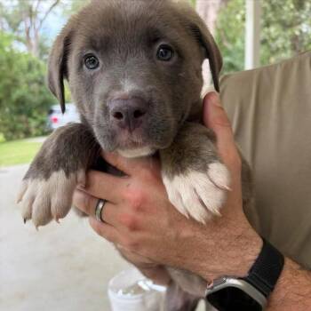 Whitney -  Pit Bull Terrier and Mixed Breed Dog for Adoption in Buffalo, Minnesota - Whitney | PetCurious