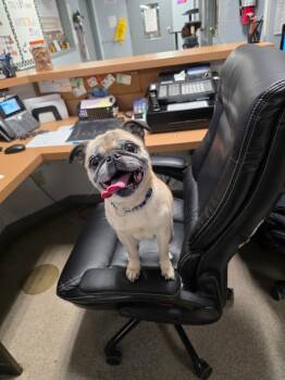 Rescue Pug Dogs for Adoption in Troy, Ohio - Tillie | PetCurious