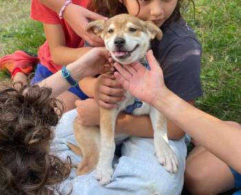 Cora -  Shepherd Dog for Adoption in Denver, Colorado - Cora | PetCurious