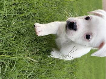 Birdie -  Boxer and Poodle Dog for Adoption - Birdie | PetCurious