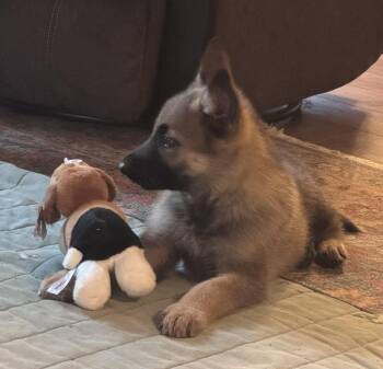 German Shepherd Dog Dogs Available for Adoption in Centreville, Virginia - Buddy 7315 | PetCurious