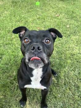 Rescue Boxer and Mixed Breed Dogs for Adoption in Ontario, California - ORIANA - IN FOSTER | PetCurious