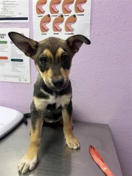 German Shepherd Dog and Mixed Breed Dogs Available for Adoption in El Paso, Texas - 60991442 | PetCurious