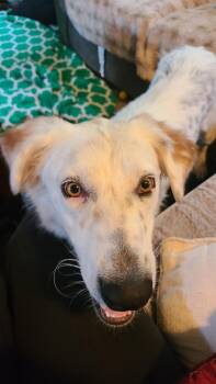 Calliope -  Australian Shepherd Dog for Adoption in Colorado Springs, Colorado - Calliope | PetCurious