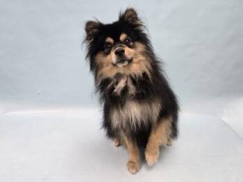 Chou -  Pomeranian and Mixed Breed Dog for Adoption in Minneapolis, Minnesota - Chou | PetCurious