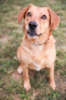 Rescue Golden Retriever Dogs for Adoption in Loogootee, Indiana - Skippy | PetCurious