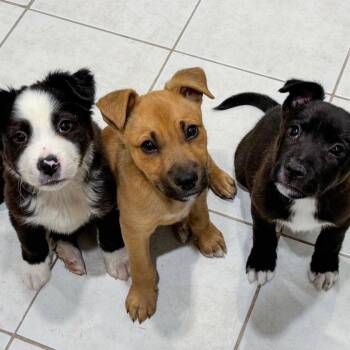 Border Collie and Mixed Breed Dogs Available for Adoption - 248 (2026) Sadie | PetCurious