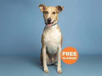 Australian Shepherd and Catahoula Leopard Dog Dogs Available for Adoption in Phoenix, Arizona - TUCKER | PetCurious