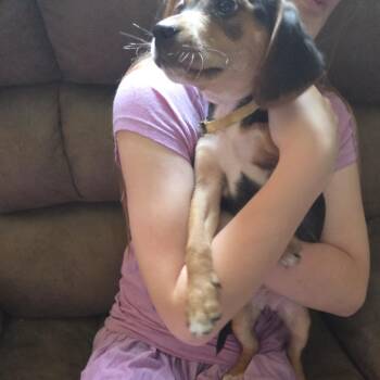 Jas -  Beagle and Chihuahua Dog for Adoption in Lynchburg, Virginia - Jas | PetCurious