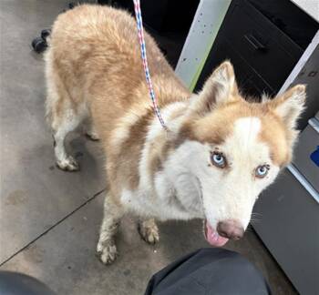 EILEEN -  Mixed Breed Dog for Adoption in Dallas, Texas - EILEEN | PetCurious