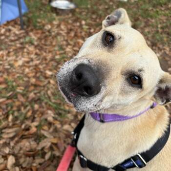 Terrier Dogs Available for Adoption in Bulverde, Texas - Sunnie | PetCurious