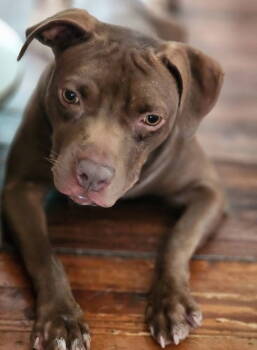 Rescue Pit Bull Terrier Dogs for Adoption in Ocean Township, New Jersey - Glizzy- Petite Sweetheart | PetCurious