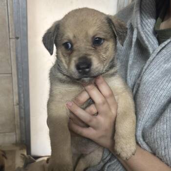 Shepherd Dogs Available for Adoption - Polly Pocket | PetCurious