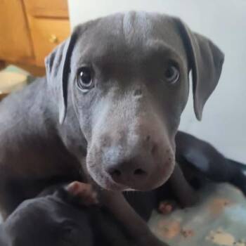 Acorn -  Labrador Retriever and English Bulldog Dog for Adoption in Shorewood, Illinois - Acorn | PetCurious