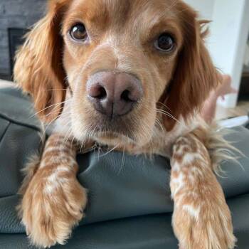 FE 20044294 MN -  Brittany Spaniel Dog for Adoption in Manitowoc, Wisconsin - FE 20044294 MN | PetCurious
