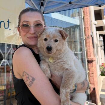 Daisy -  Mixed Breed Dog for Adoption in Spanish Fork, Utah - Daisy | PetCurious