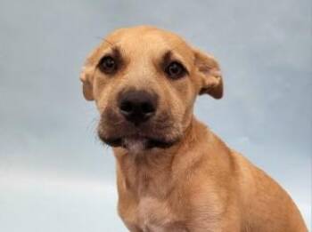 Pixie -  Pit Bull Terrier and Mixed Breed Dog for Adoption in Golden Valley, Minnesota - Pixie | PetCurious