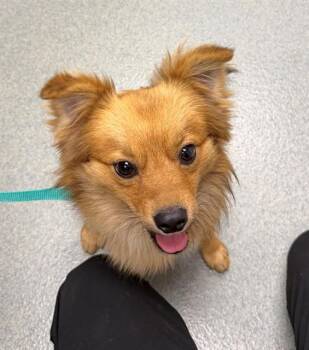 Chihuahua and Mixed Breed Dogs Available for Adoption - SUNNY | PetCurious