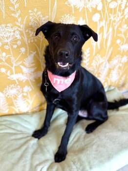 King -  Labrador Retriever Dog for Adoption in Fruit Heights, Utah - King | PetCurious