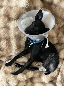 Chihuahua Dogs Available for Adoption - Lion | PetCurious