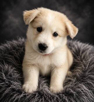 Siberian Husky Dogs Available for Adoption in Palo Alto, California - Tropical: Pineapple | PetCurious