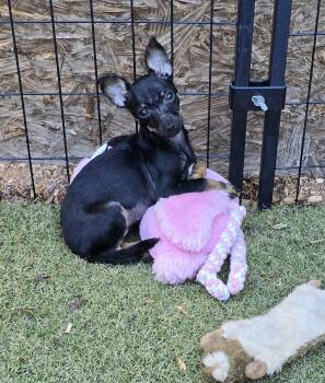 Dot -  Chihuahua and Miniature Pinscher Dog for Adoption in Apache Junction, Arizona - Dot | PetCurious