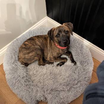 Beagle and Whippet Dogs Available for Adoption - Nyla | PetCurious