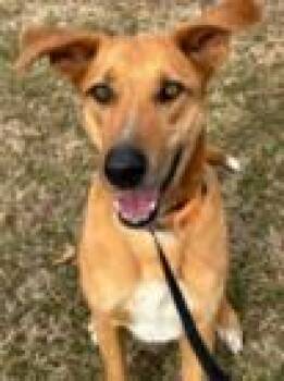 Shepherd and Mixed Breed Dogs Available for Adoption - Charlie | PetCurious