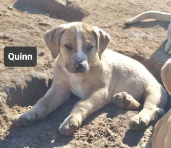 Labrador Retriever Dogs Available for Adoption - Quinn | PetCurious