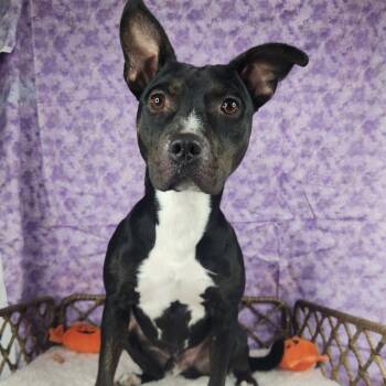 Itty Bitty Pitty -  Pit Bull Terrier Dog for Adoption in Fort Wayne, Indiana - Itty Bitty Pitty | PetCurious