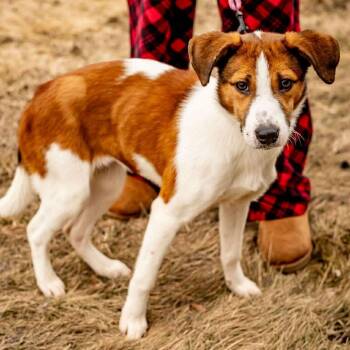 Pointer and Collie Dogs Available for Adoption - June | PetCurious
