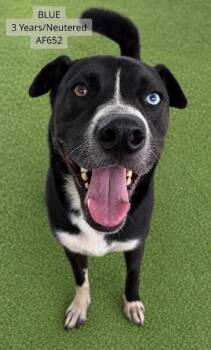 Blue -  Husky and German Shepherd Dog Dog for Adoption - Blue | PetCurious