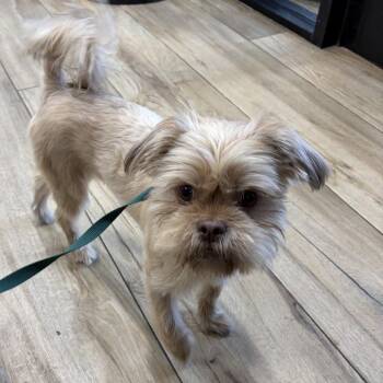 Brussels Griffon and Mixed Breed Dogs Available for Adoption in Newark, New Jersey - Eve | PetCurious