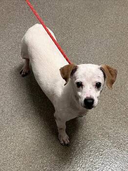 BOB ROSS -  Terrier Dog for Adoption in Las Vegas, Nevada - BOB ROSS | PetCurious
