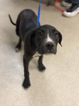 NESSY -  Great Dane and Mixed Breed Dog for Adoption in Riverside, California - NESSY | PetCurious