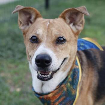 LADY -  Beagle Dog for Adoption in San Antonio, Texas - LADY | PetCurious