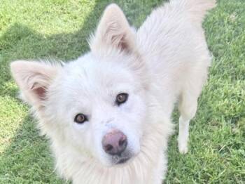 Kermit -  Mixed Breed Dog for Adoption in Georgetown, Texas - Kermit | PetCurious