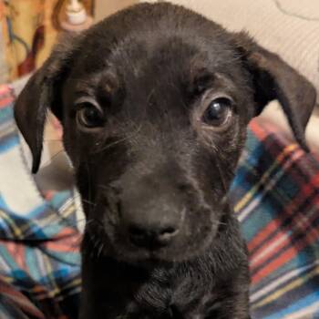 Indiana Bones -  Labrador Retriever and Shepherd Dog for Adoption in Nashville, Tennessee - Indiana Bones | PetCurious