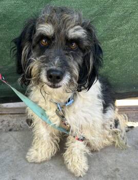 MAX -  Schnoodle Dog for Adoption in Bell Gardens, California - MAX | PetCurious