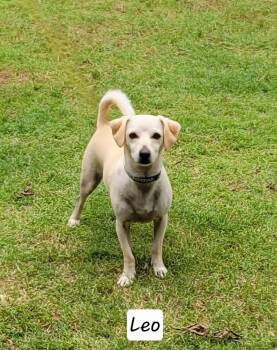 Chiweenie Dogs Available for Adoption in Granbury, Texas - Leo | PetCurious