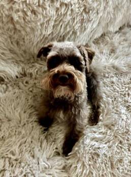 Coco 2059 -  Miniature Schnauzer Dog for Adoption in Carrollton, Texas - Coco 2059 | PetCurious
