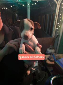 Chihuahua Dogs Available for Adoption - Queen Elizabark | PetCurious