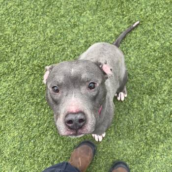 Mixed Breed Dogs Available for Adoption - Mandarin | PetCurious