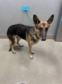 SPLINTER -  German Shepherd Dog Dog for Adoption in Las Vegas, Nevada - SPLINTER | PetCurious