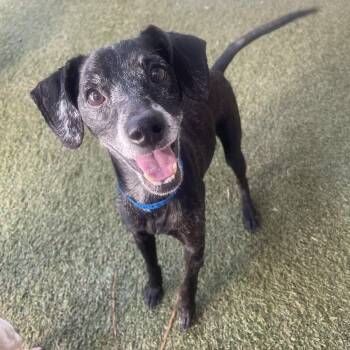 Kratos -  Terrier Dog for Adoption in Baton Rouge, Louisiana - Kratos | PetCurious