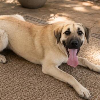 Annie -  Anatolian Shepherd Dog for Adoption in Susanville, California - Annie | PetCurious