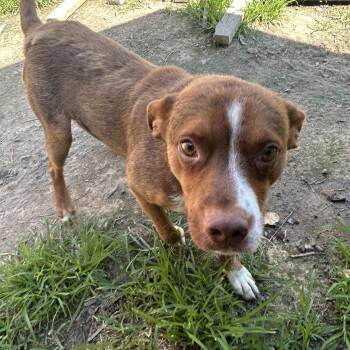 Snickers -  Mountain Cur Dog for Adoption in Pine Bluff, Arkansas - Snickers | PetCurious