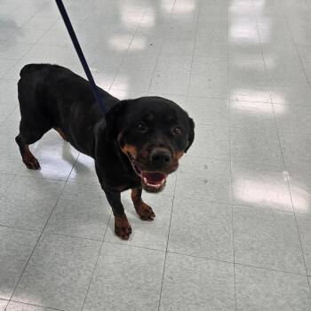 Rottweiler Dogs Available for Adoption - Zuna | PetCurious